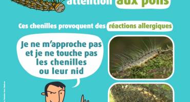 Chenilles urticantes en Île-de-France / Conseils sanitaires